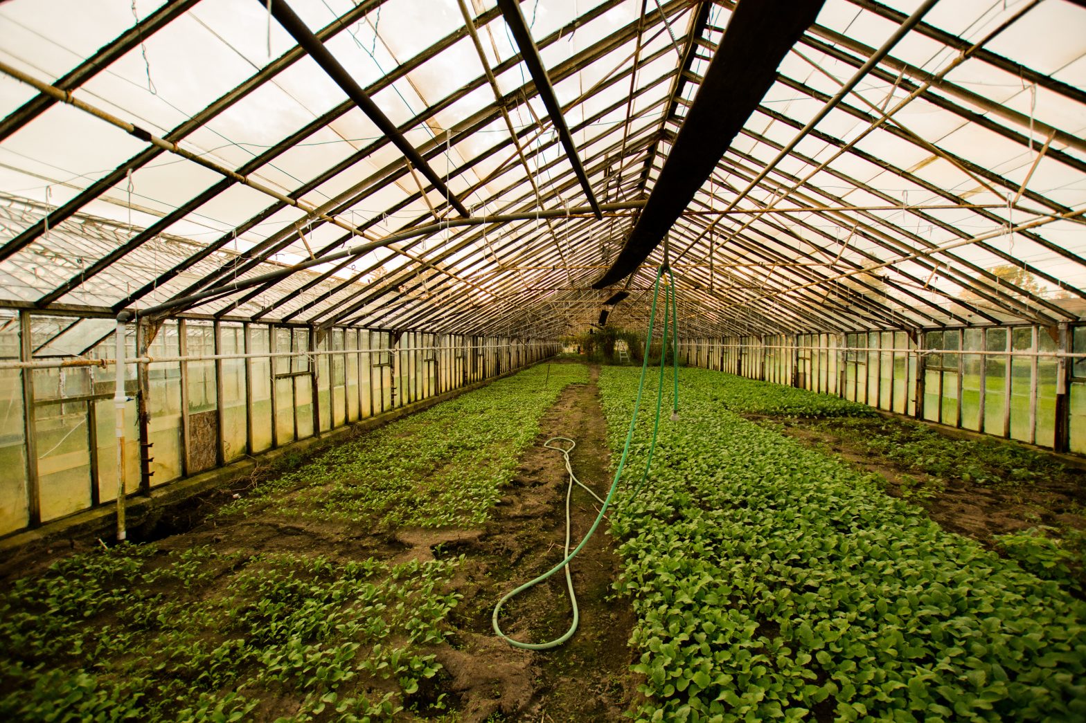 Sostegno temporaneo eccezionale ad agricoltori in Veneto