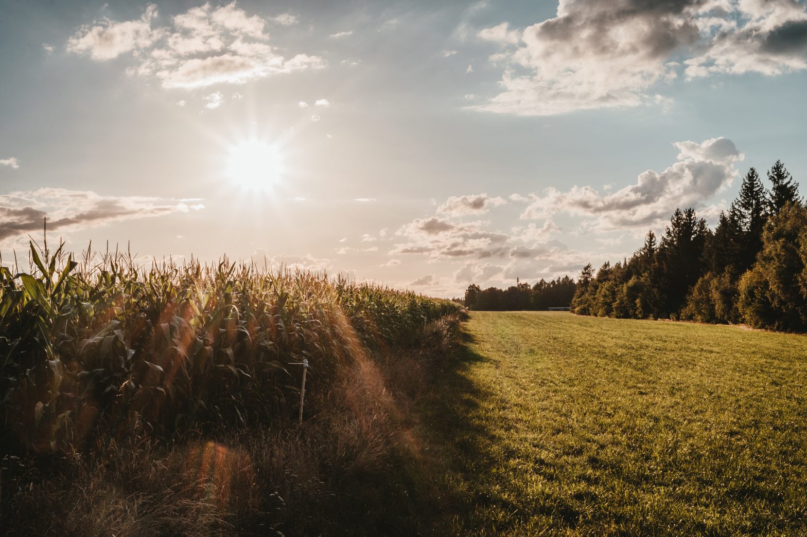 Agricoltura e Legge di bilancio 2021: proroghe, rifinanziamento fondi e qualche novità per le imprese agricole